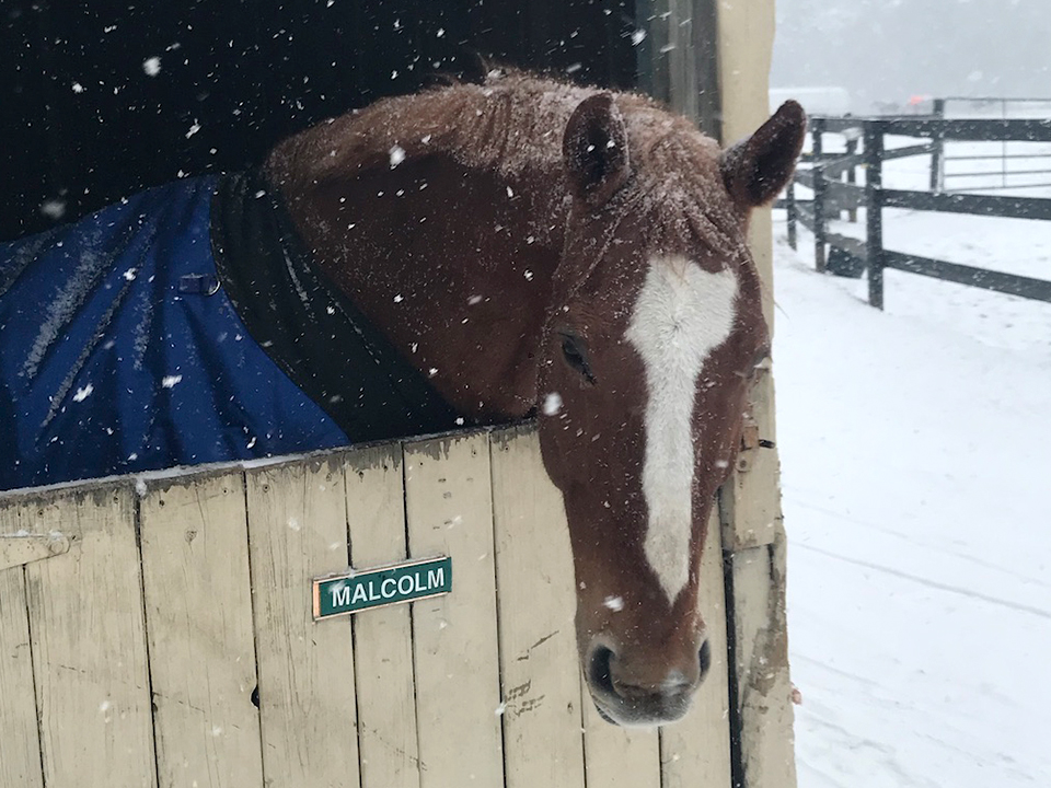 Evermore Farm | Horseback Riding Lessons | Horse Camp | Horse Boarding | Full Service Equestrian Center